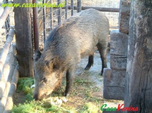 DSCF0160cinghiale